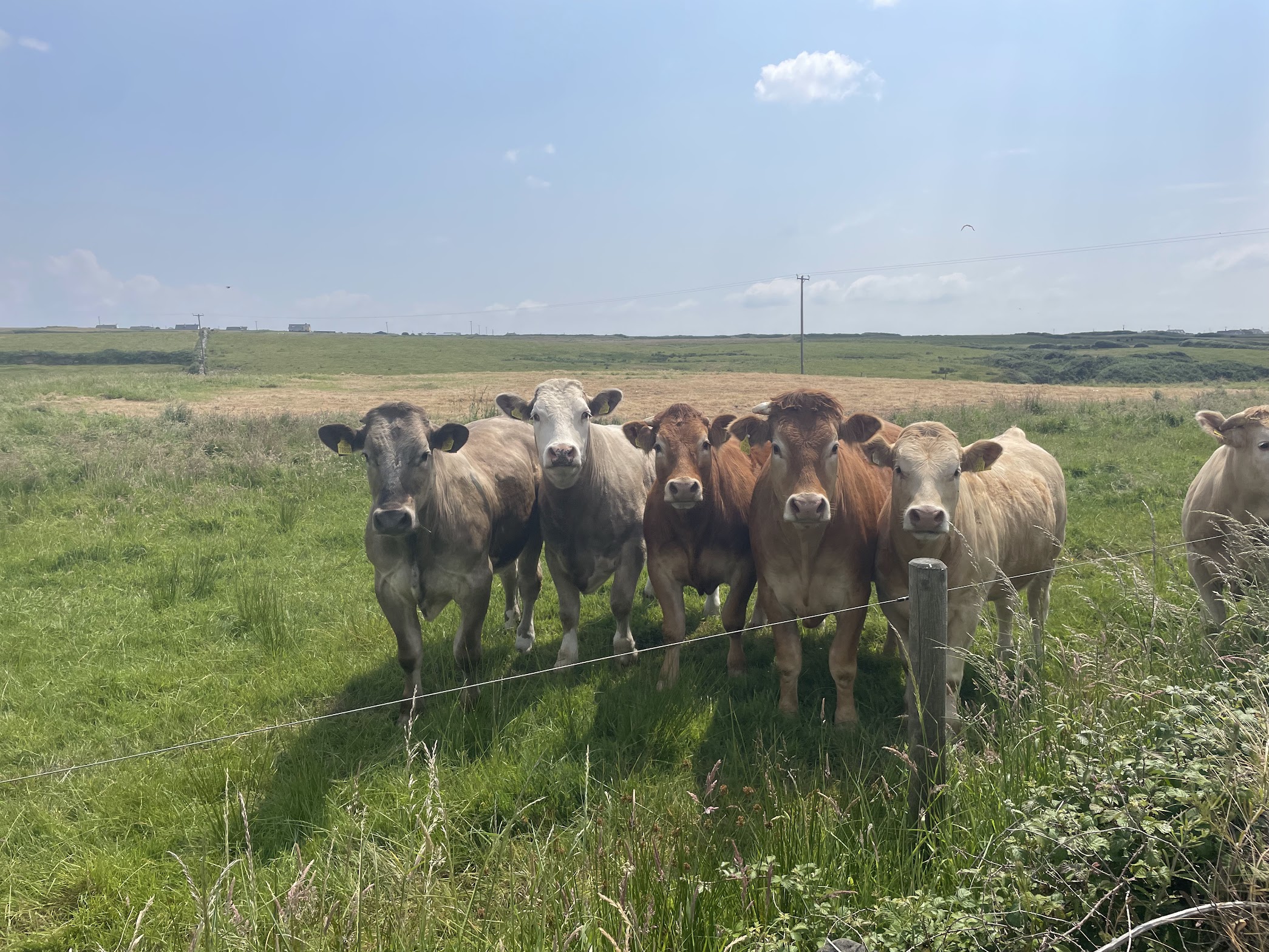 cows