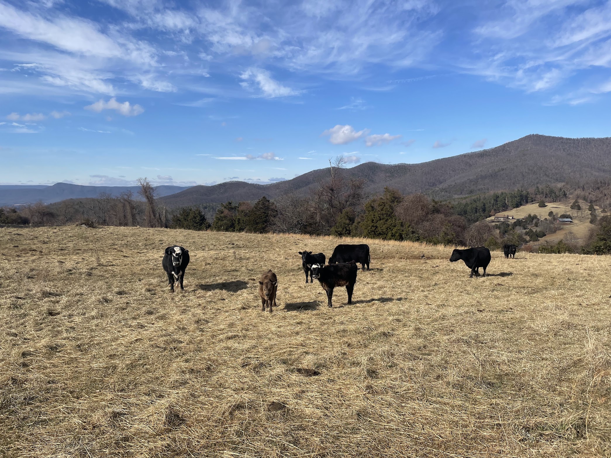 cattle